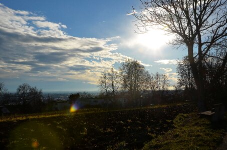 January sunbeam trees