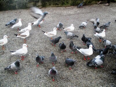 Flock of birds white grey
