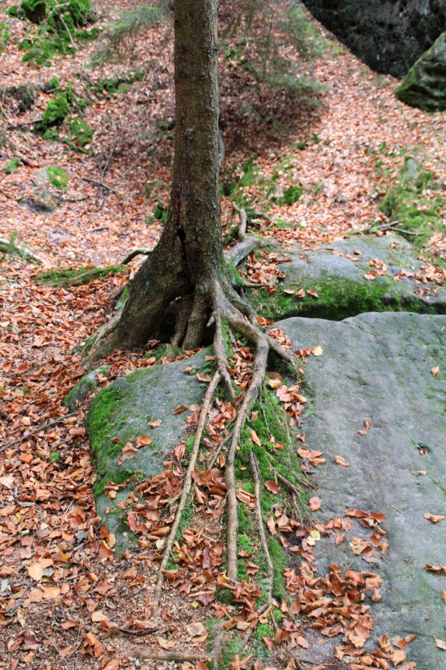 Nature trees bark