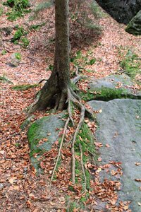 Nature trees bark photo