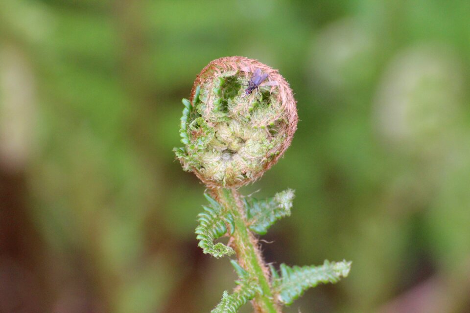 Fern bud fly close up