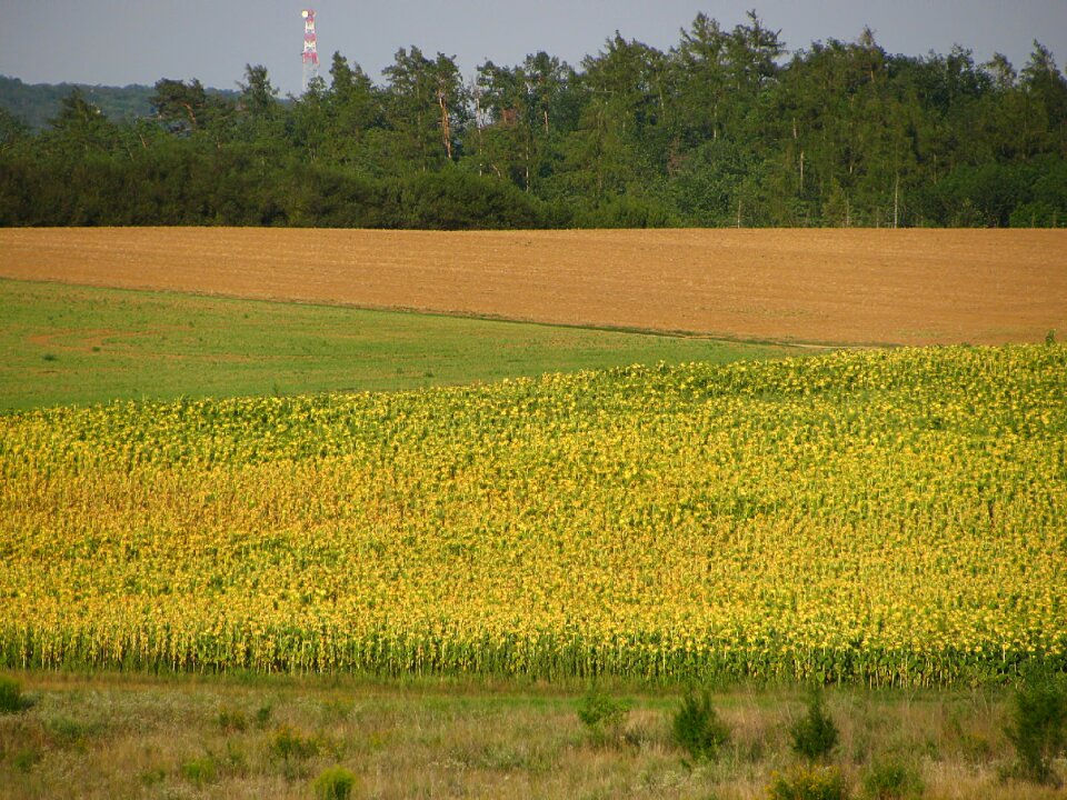 Sunflowers plants woods