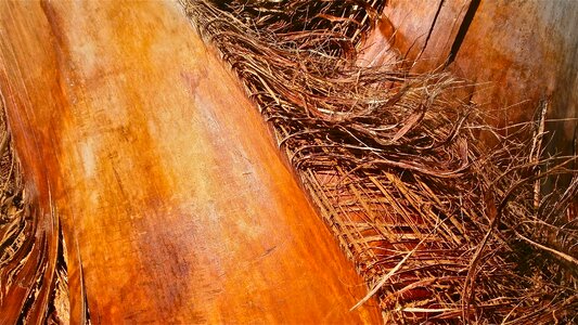 Bark palm tree vegetable