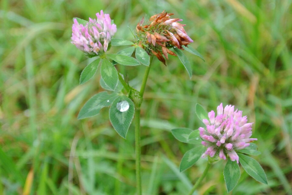 Grass flower meadow green