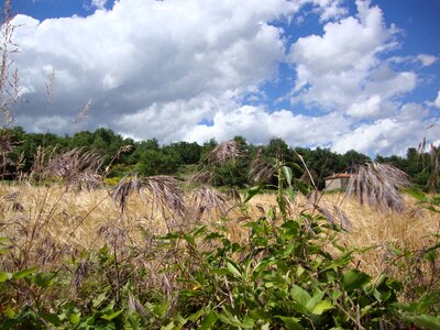 Grass fields landscape