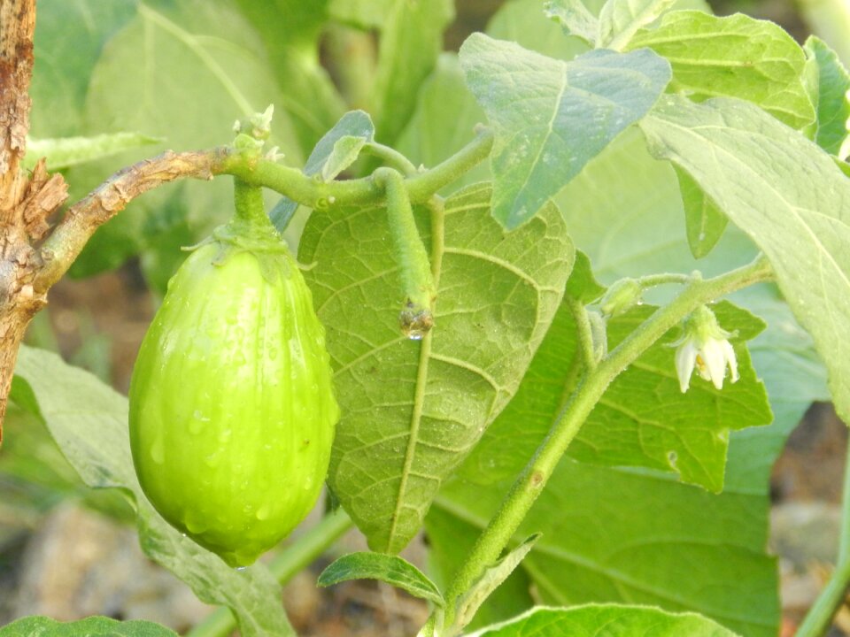 Scarlet eggplant plant green