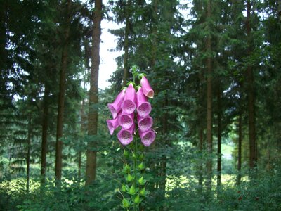 Einseitswendige grape toxic black forest