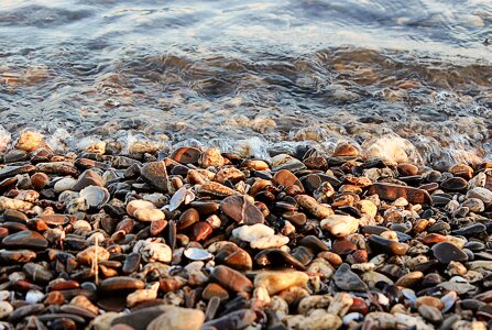 Stones mussels bank