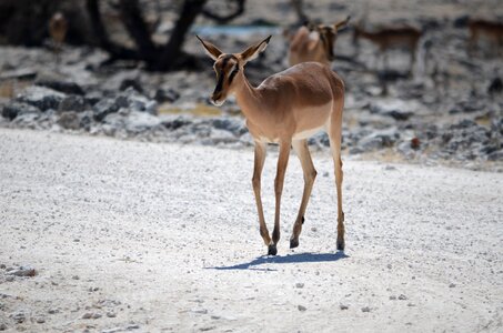 Antelope safari namibia photo