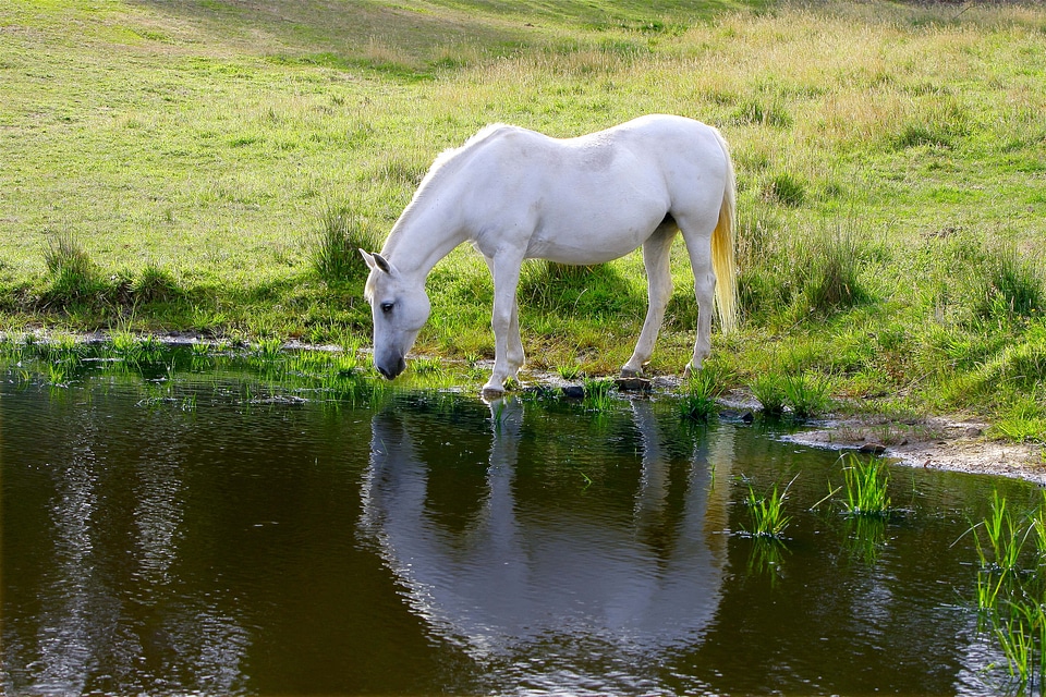 Pony drinking australia