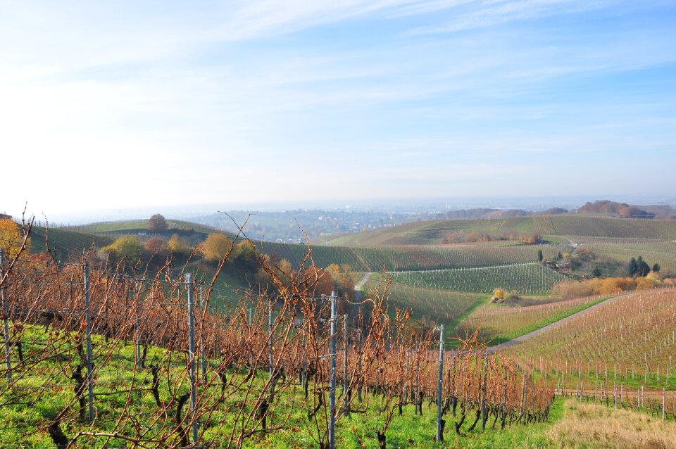 Wine grapes vines