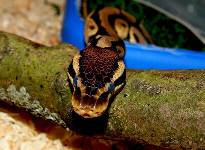 Mojave terarium close up