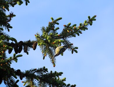 Sperling bird birds photo