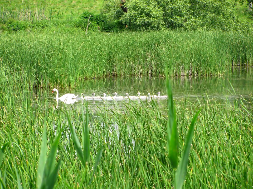 Pond animal nature