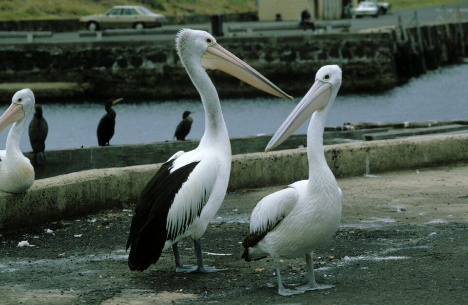 Pelecanidae pelecanus birds