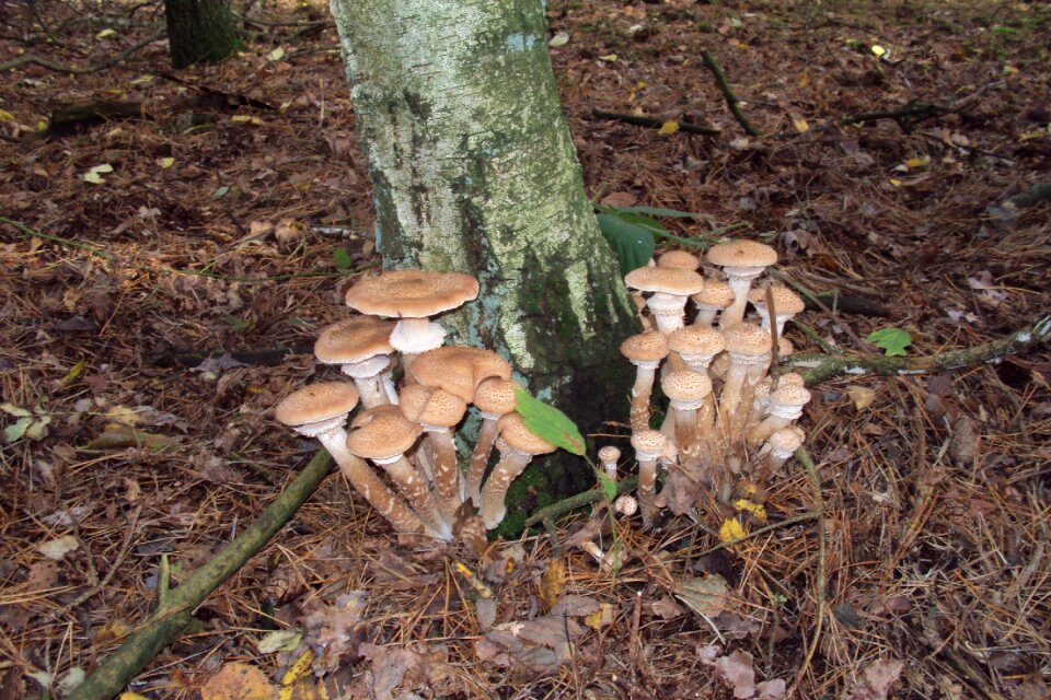 Mushroom autumn nature