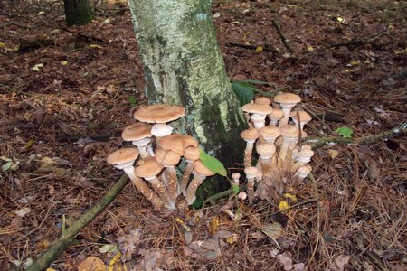 Mushroom autumn nature