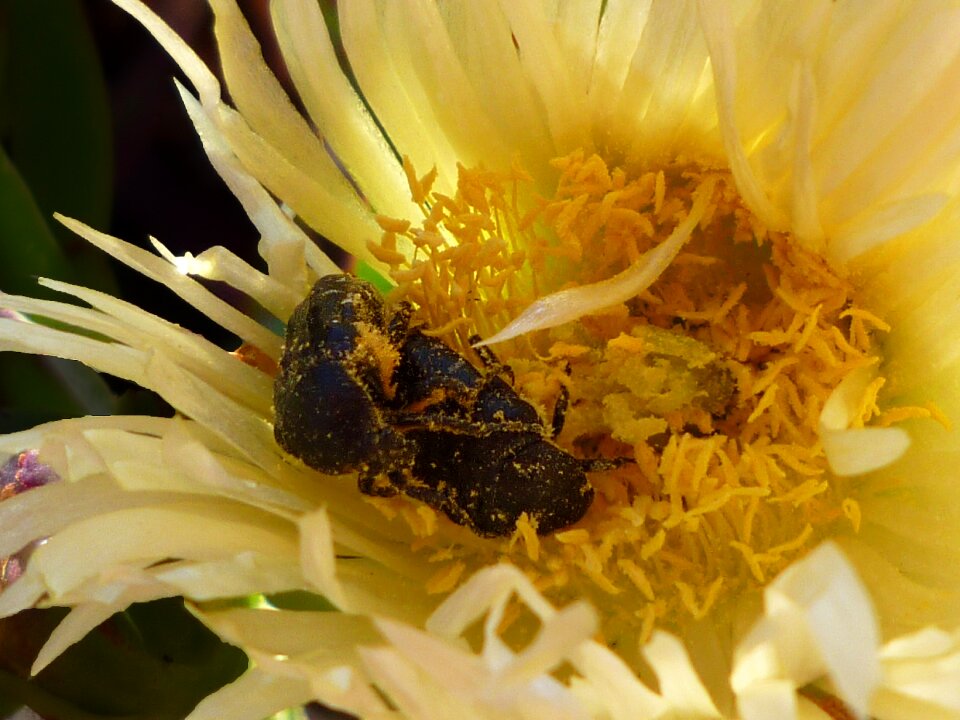 Macro flowers insect