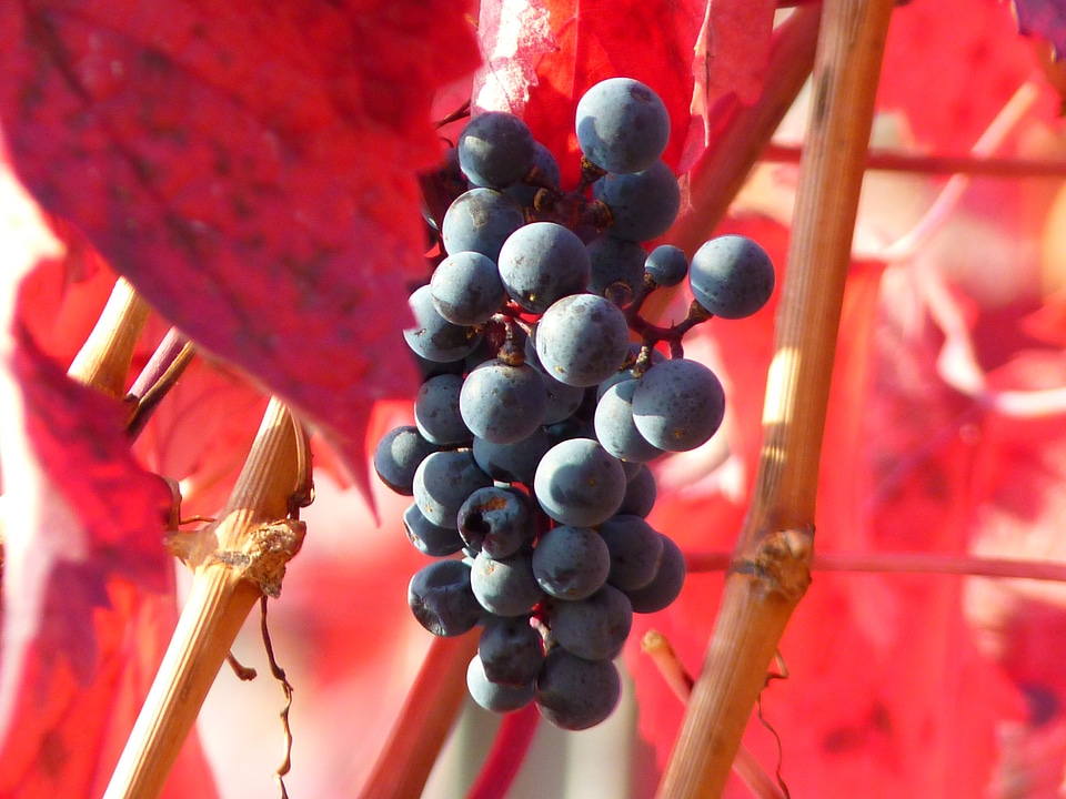 Vine cultivation wine