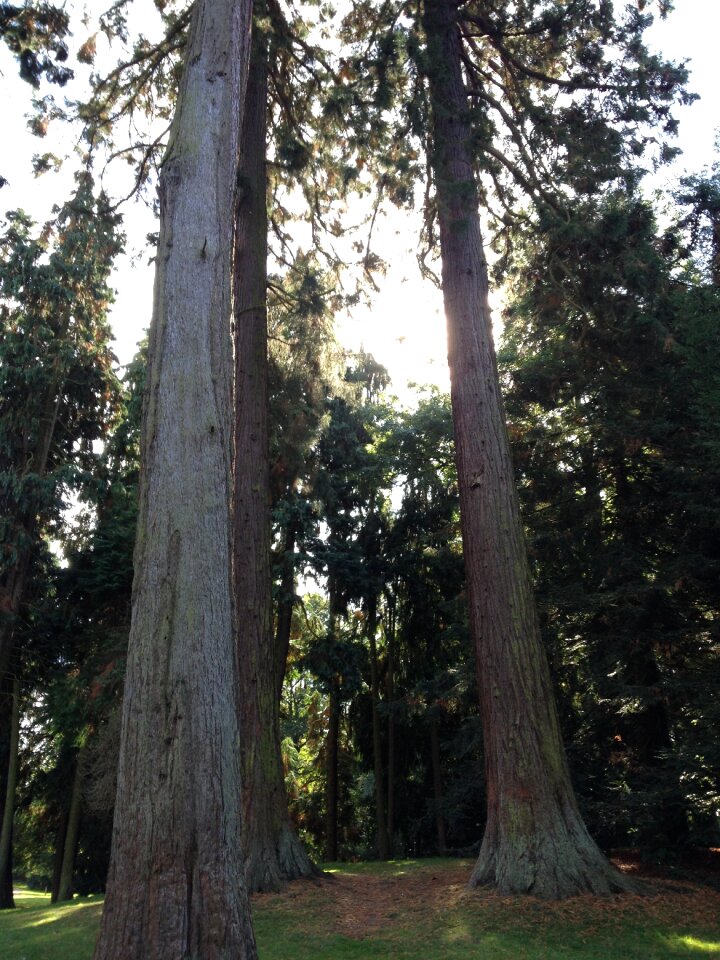 Forest giant redwood mammoth tree