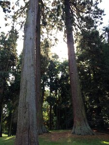 Forest giant redwood mammoth tree photo