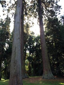 Forest giant redwood mammoth tree