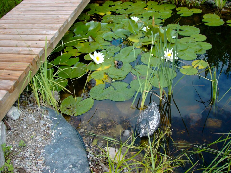 Pools water lilies boardwalk