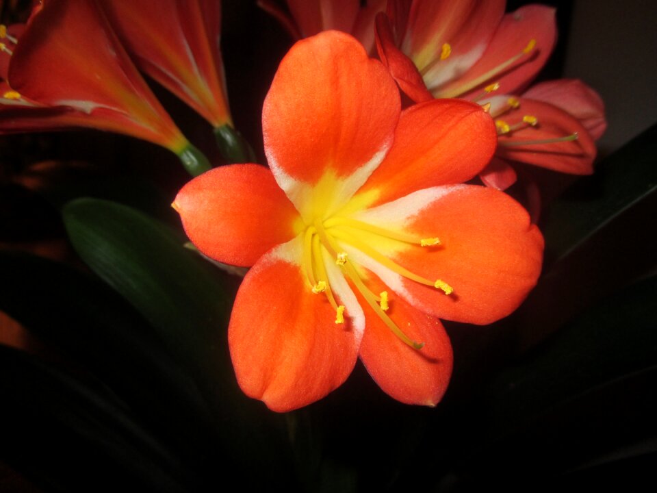 Orange plant leaves