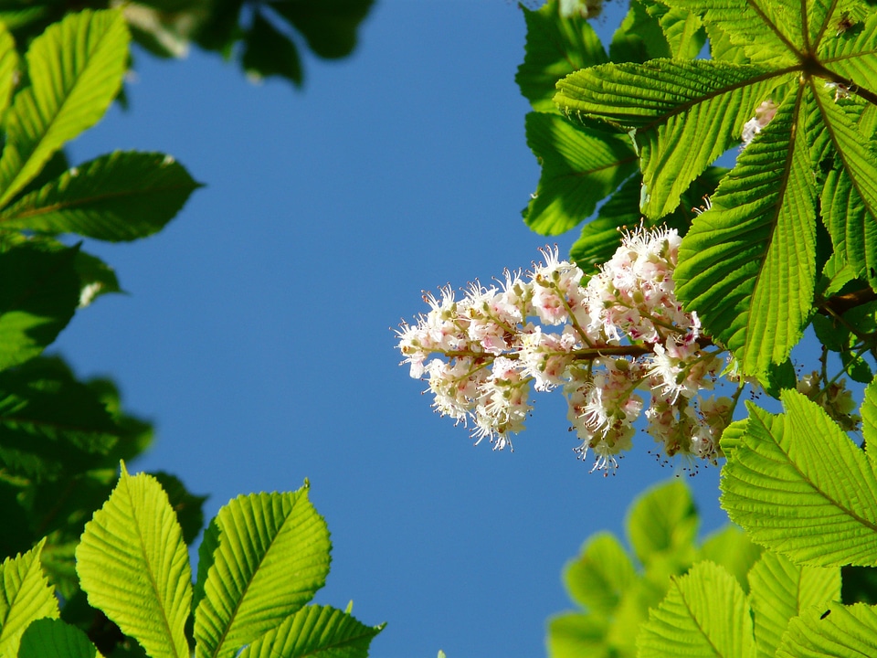 Inflorescence tree leaves