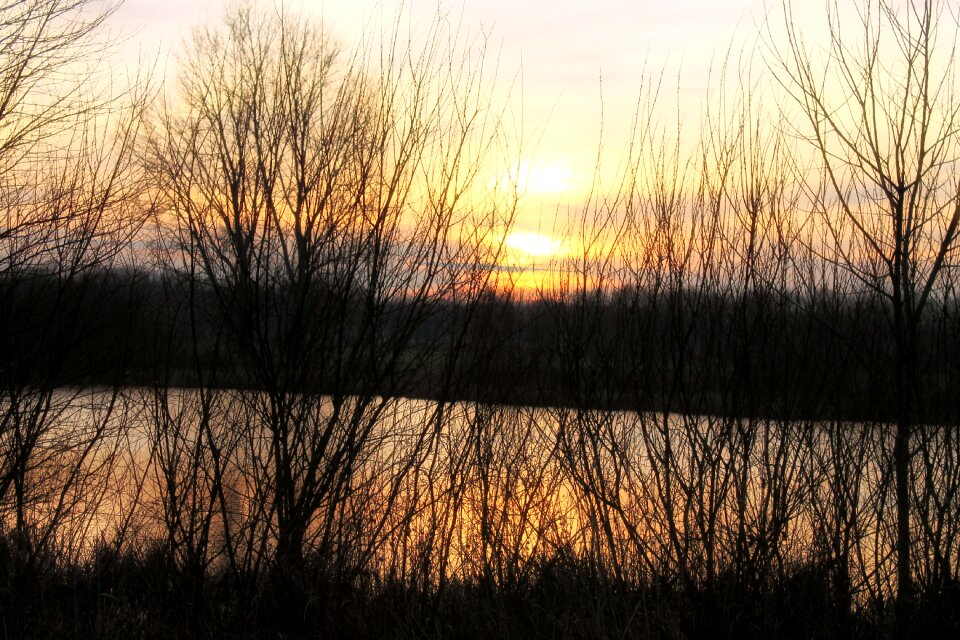 Atmosphere trees silhouette
