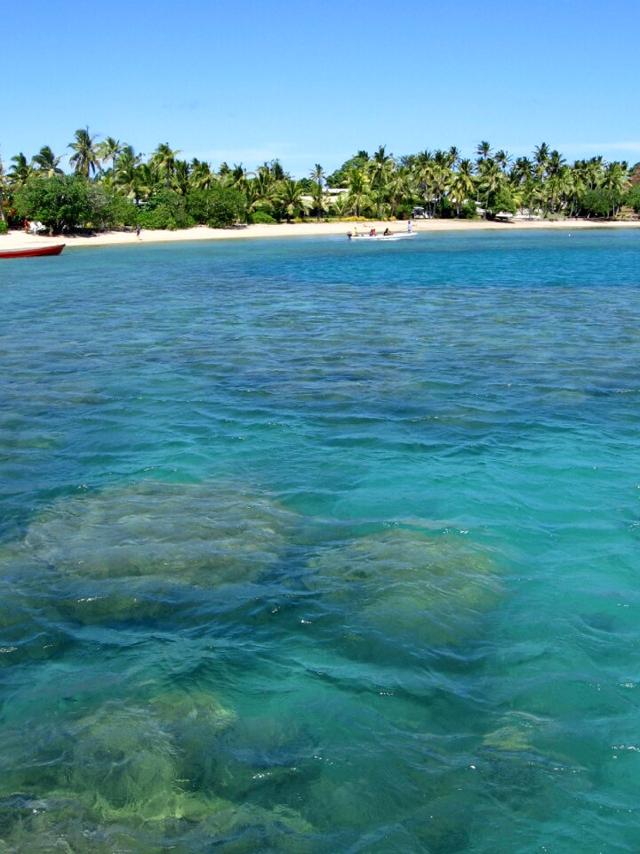 Palm trees vacations dream holiday