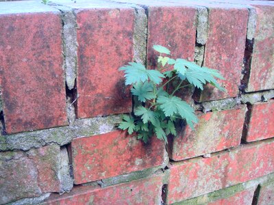 Wall flora grow