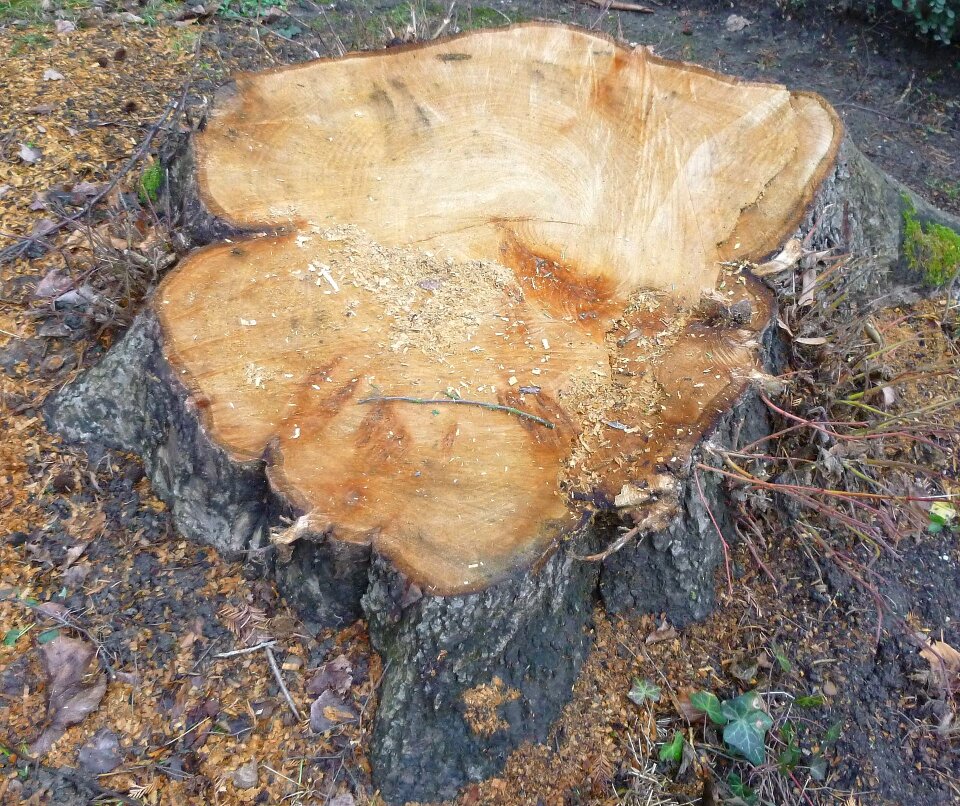 Wood sawed off like