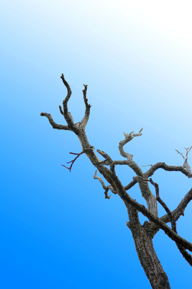 Clear sky tree bark