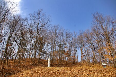 Gravestone wood forest photo