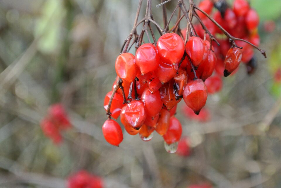 Rowanberries nature bush