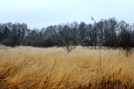 Reed grass plant
