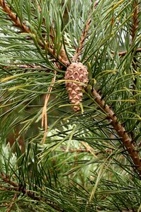 Tap pine cones branch photo