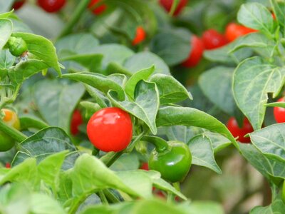 Pepper plant green