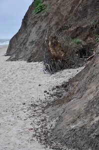 Sea the roots of the sandy beach