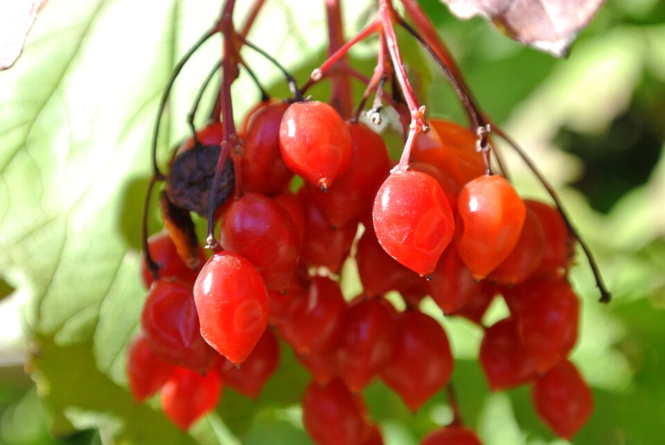 Rowanberries nature bush