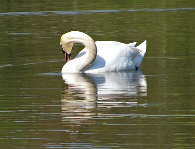 Animal nature bird