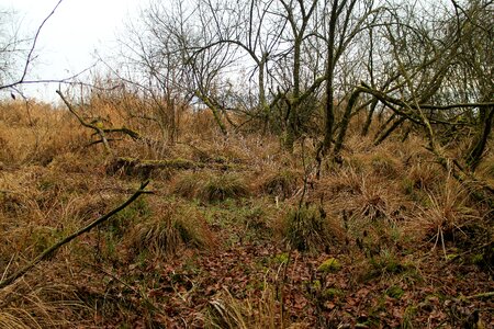 Bush wood wild