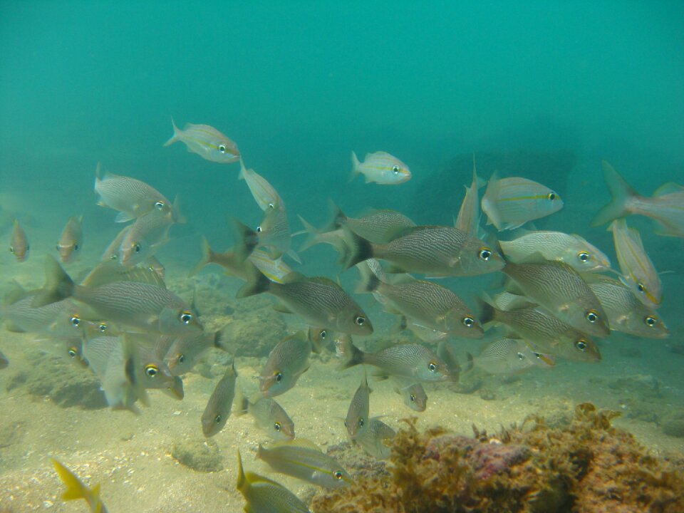 Mar water nature