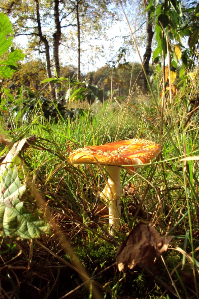 Red fly agaric nature gnome