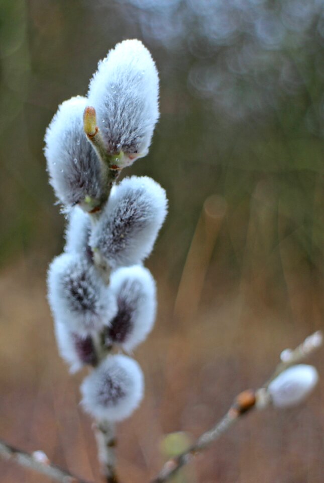 Spring jewelry sal pasture blossom