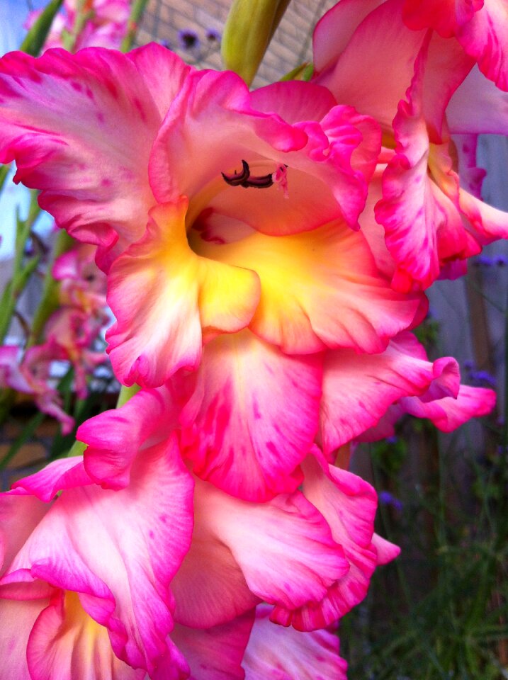 Root vegetable garden plant cut flower