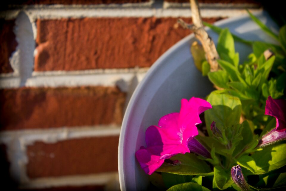 Pink flower morning glory scenic