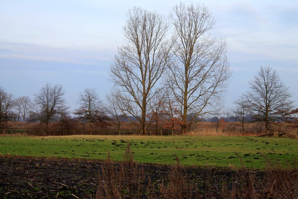 Trees landscape sky