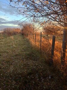 Flatbush alberta sky
